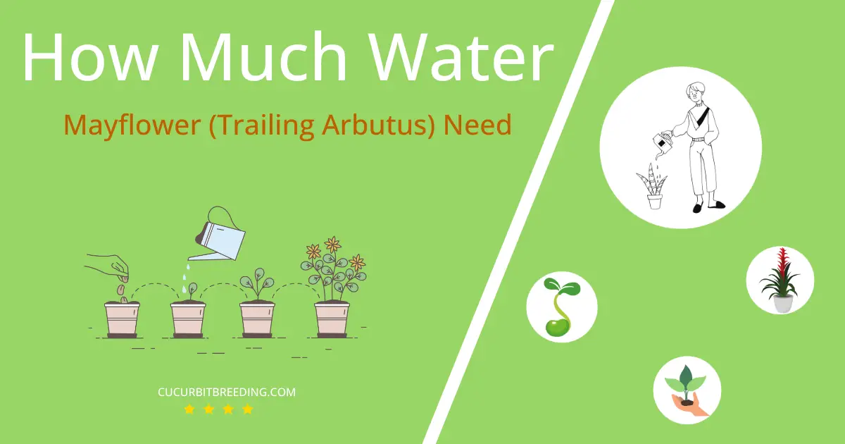 how often to water mayflower trailing arbutus