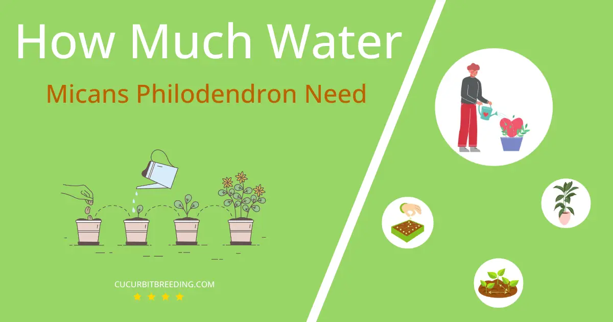how often to water micans philodendron