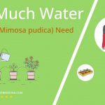 how often to water mimosa mimosa pudica
