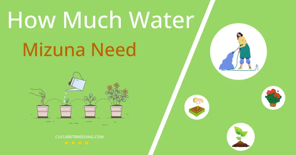 how often to water mizuna