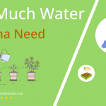 how often to water mizuna
