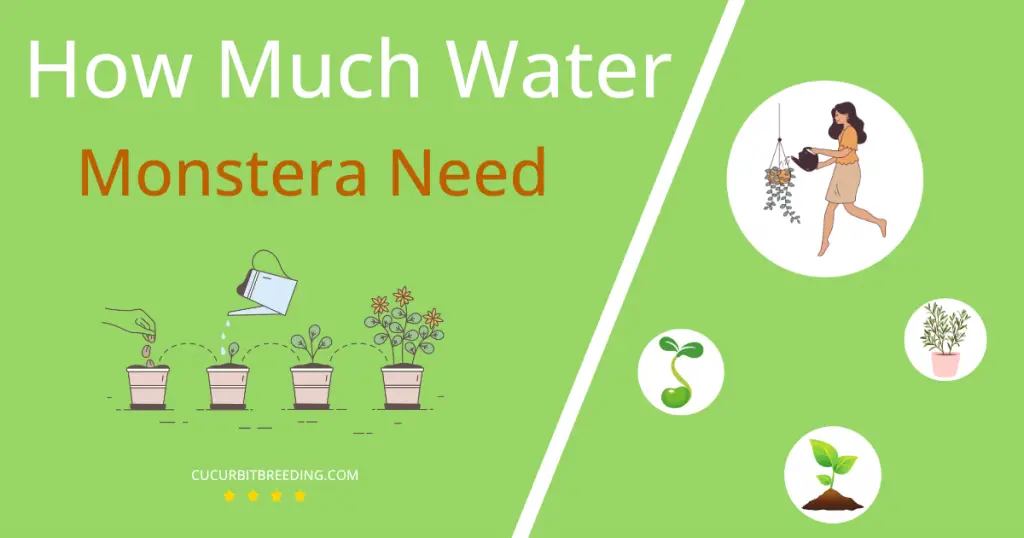 how often to water monstera