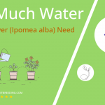how often to water moonflower ipomea alba