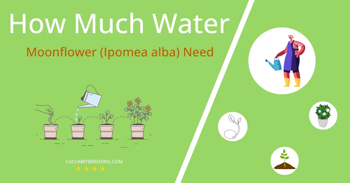 how often to water moonflower ipomea alba