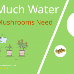 how often to water morel mushrooms
