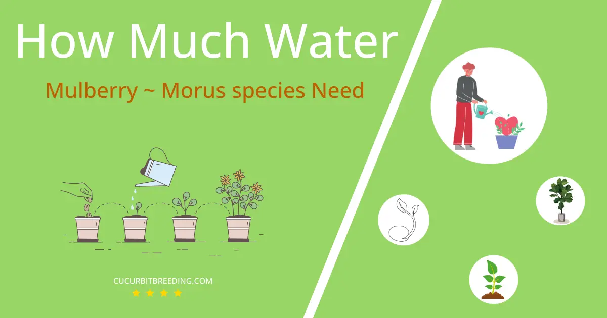 how often to water mulberry morus species