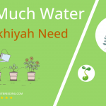 how often to water mulukhiyah