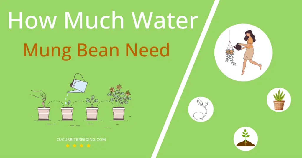 how often to water mung bean
