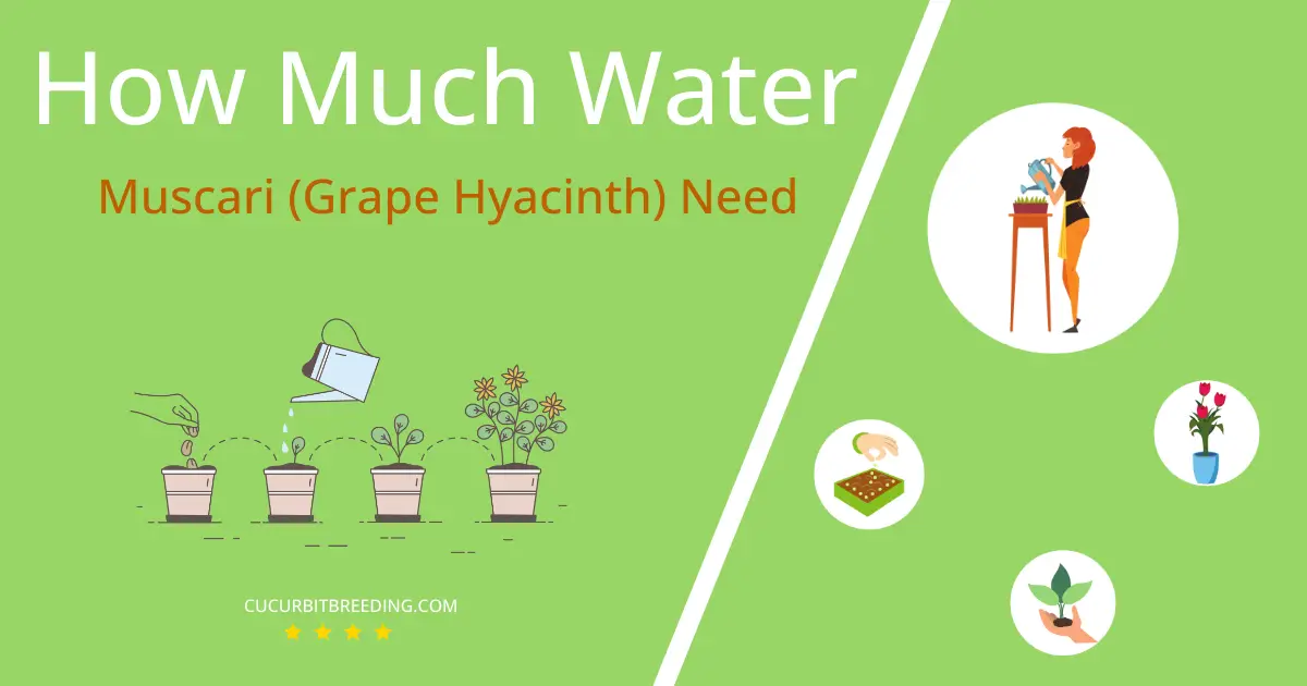how often to water muscari grape hyacinth