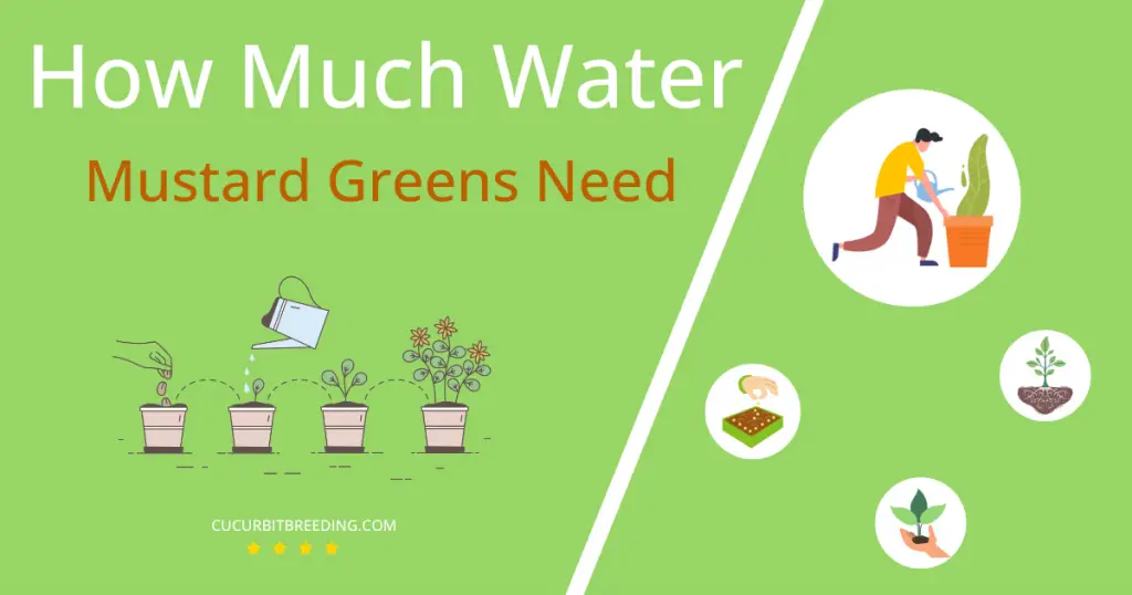 how often to water mustard greens