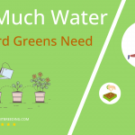 how often to water mustard greens