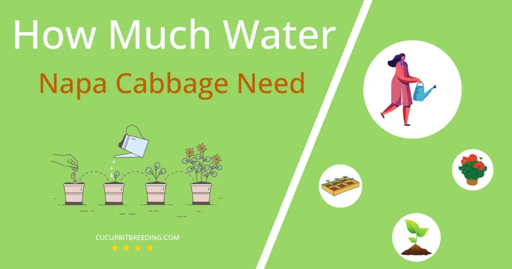 how often to water napa cabbage