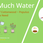 how often to water narrowleaf cottonwood populus angustifolia