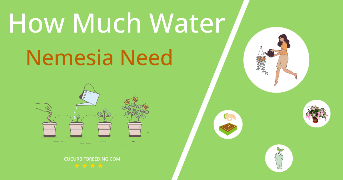 how often to water nemesia