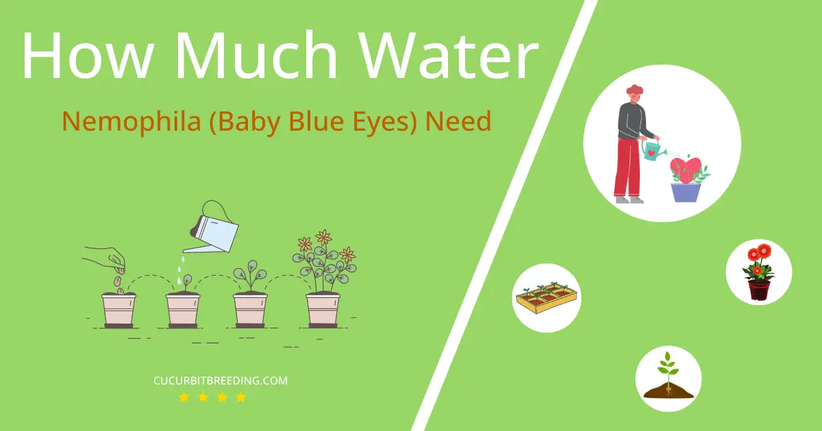 how often to water nemophila baby blue eyes