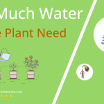 how often to water nerve plant