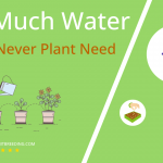 how often to water never never plant