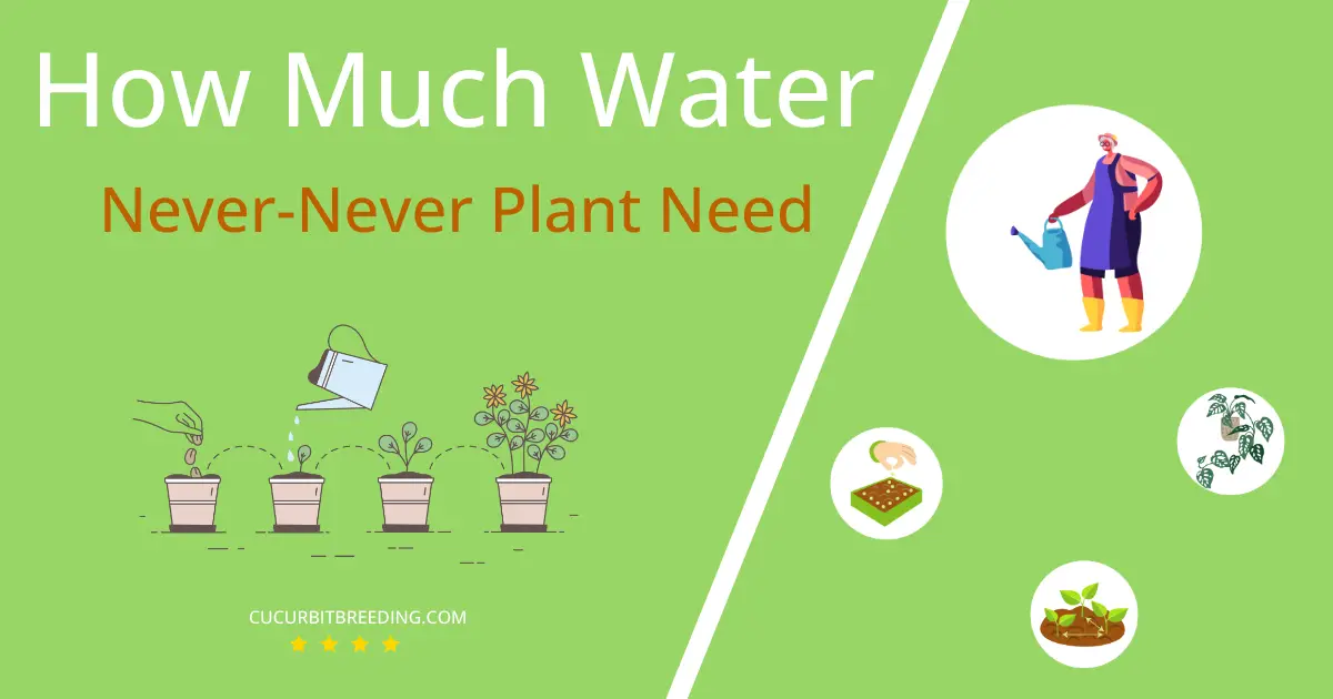 how often to water never never plant