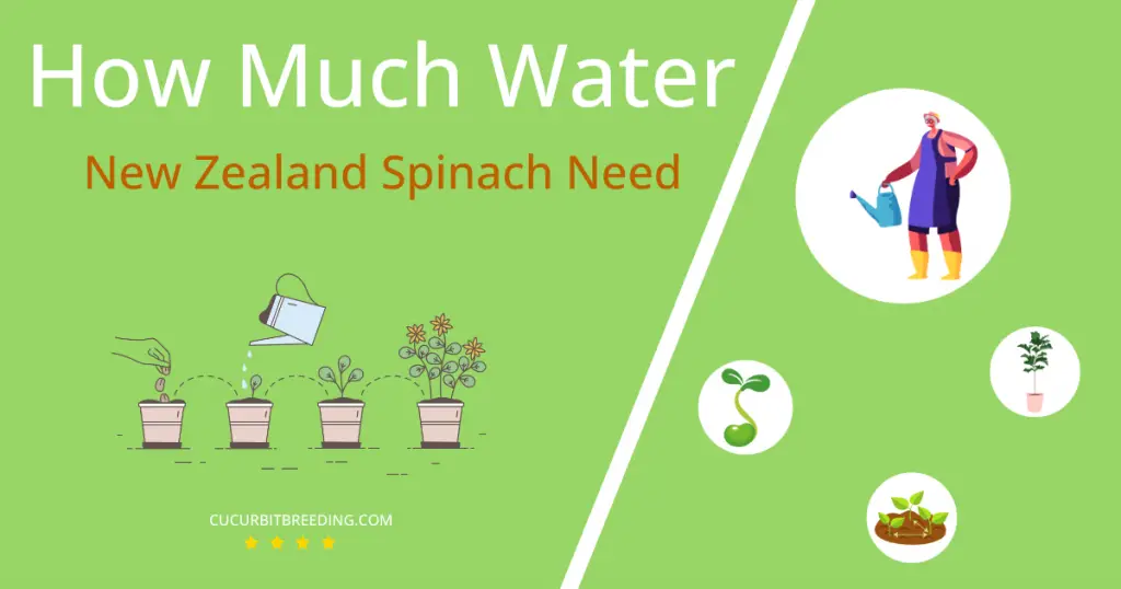how often to water new zealand spinach