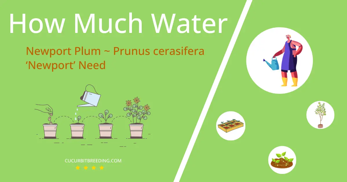 how often to water newport plum prunus cerasifera ‘newport