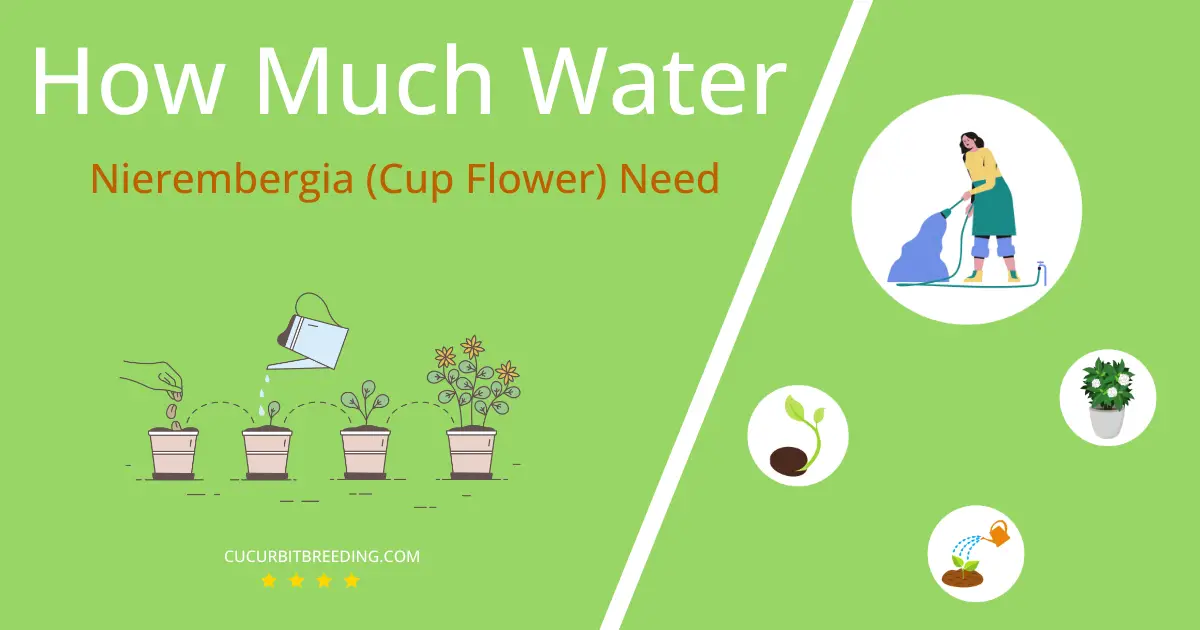 how often to water nierembergia cup flower
