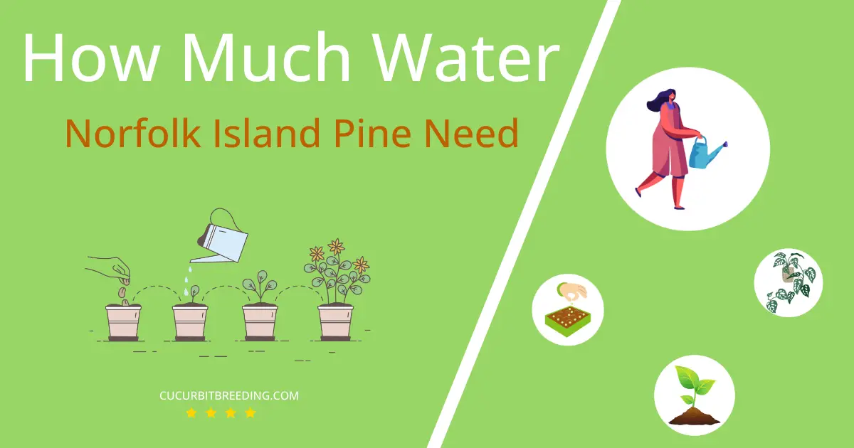 how often to water norfolk island pine