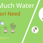 how often to water ogonori