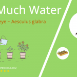 how often to water ohio buckeye aesculus glabra