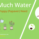 how often to water oriental poppy papaver