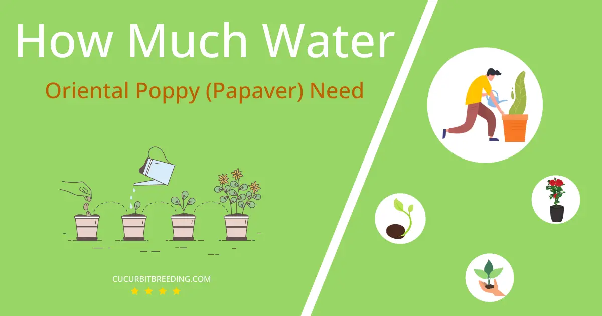 how often to water oriental poppy papaver
