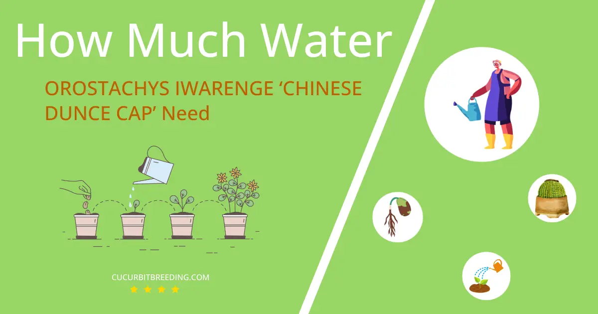 how often to water orostachys iwarenge chinese dunce cap