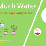 how often to water osteospermum cape daisy