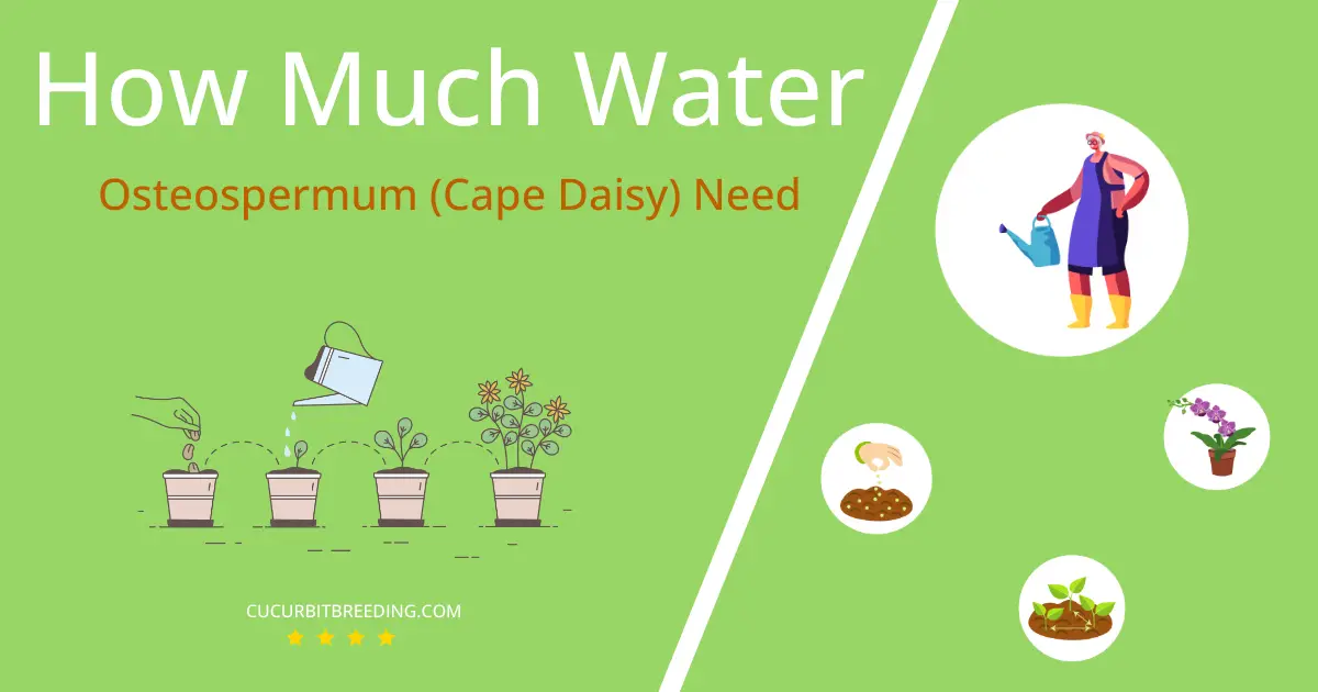 how often to water osteospermum cape daisy