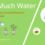 how often to water ox eye daisy leucanthemum vulgare