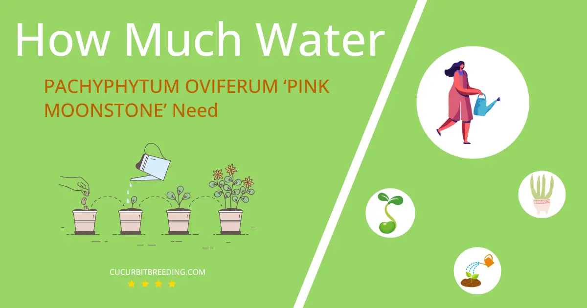how often to water pachyphytum oviferum pink moonstone