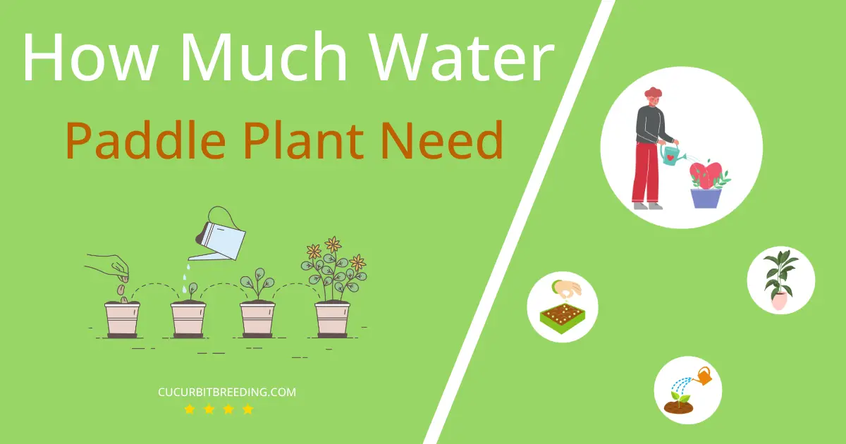 how often to water paddle plant