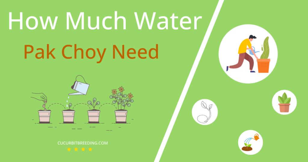 how often to water pak choy