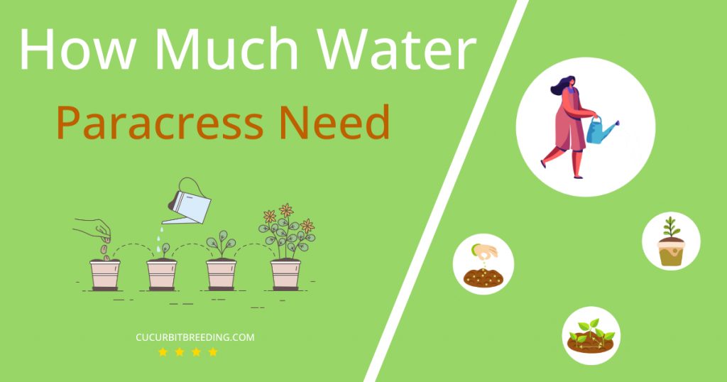 how often to water paracress