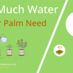 how often to water parlor palm