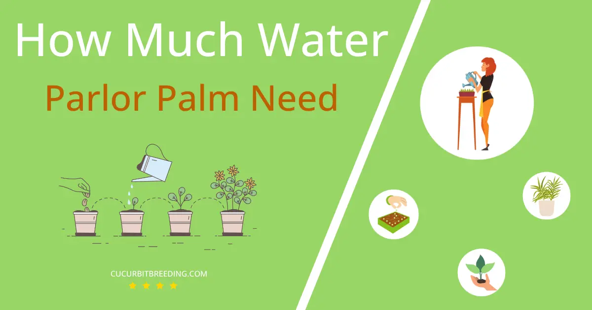 how often to water parlor palm