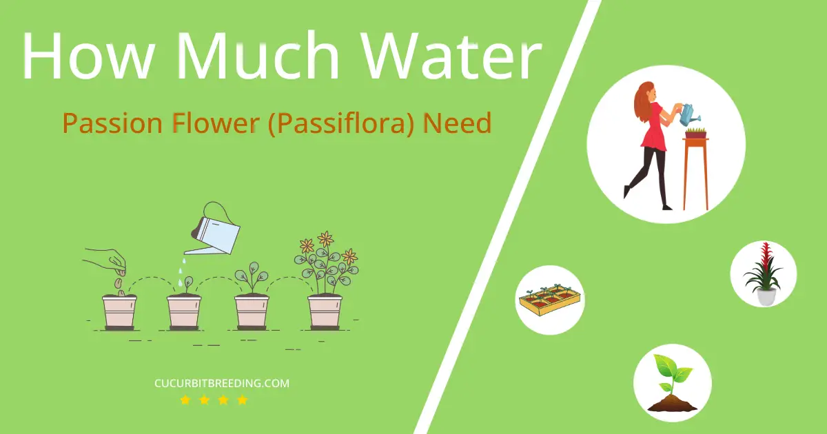 how often to water passion flower passiflora