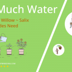 how often to water peach leaf willow salix amygdaloides