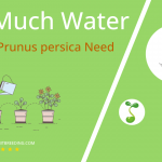 how often to water peach prunus persica