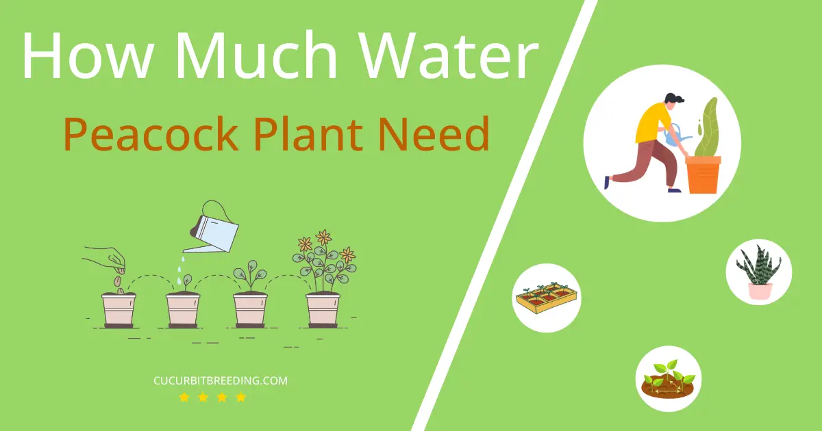 how often to water peacock plant