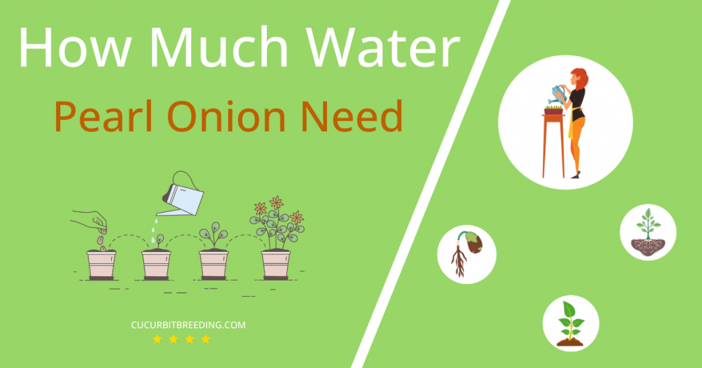 how often to water pearl onion