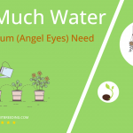 how often to water pelargonium angel eyes