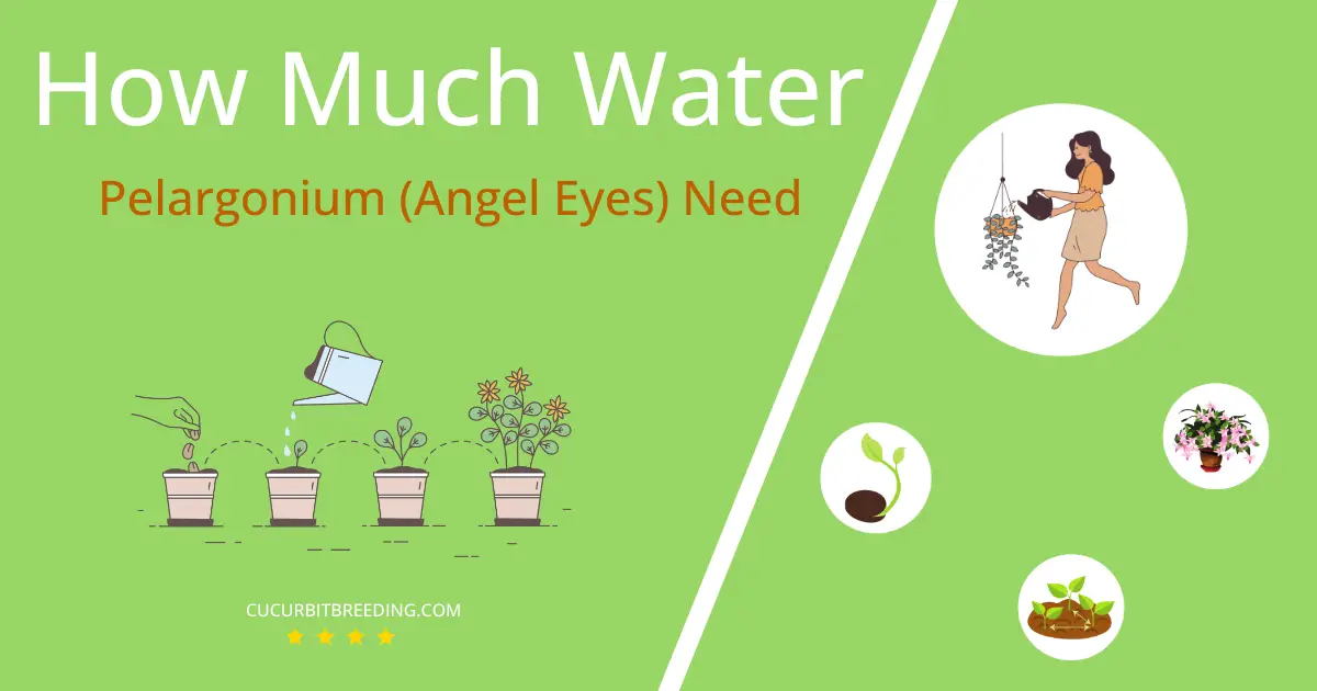 how often to water pelargonium angel eyes