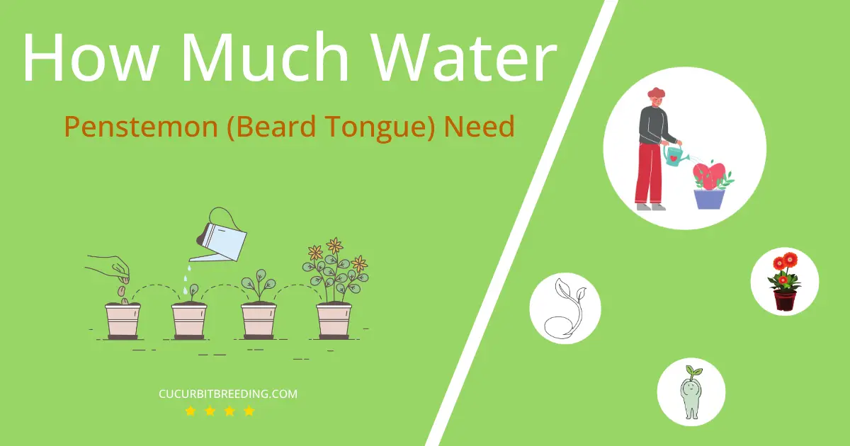 how often to water penstemon beard tongue