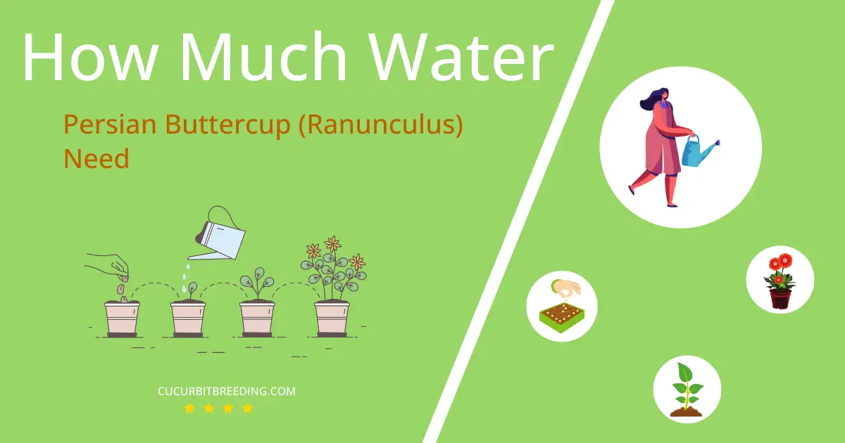 how often to water persian buttercup ranunculus