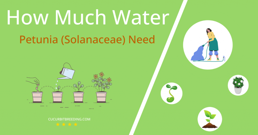 how often to water petunia solanaceae